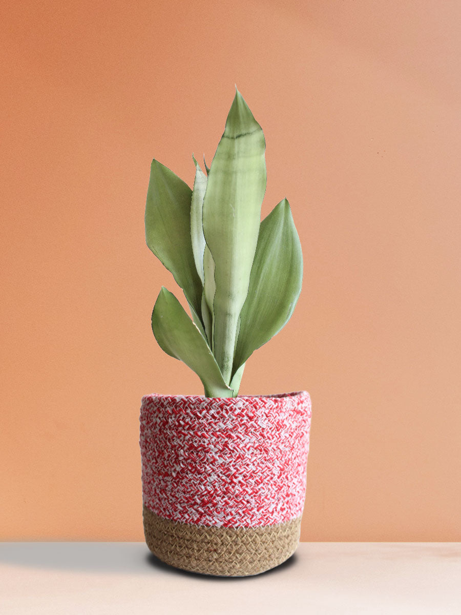 Snake Plant Moonshine (Medium)