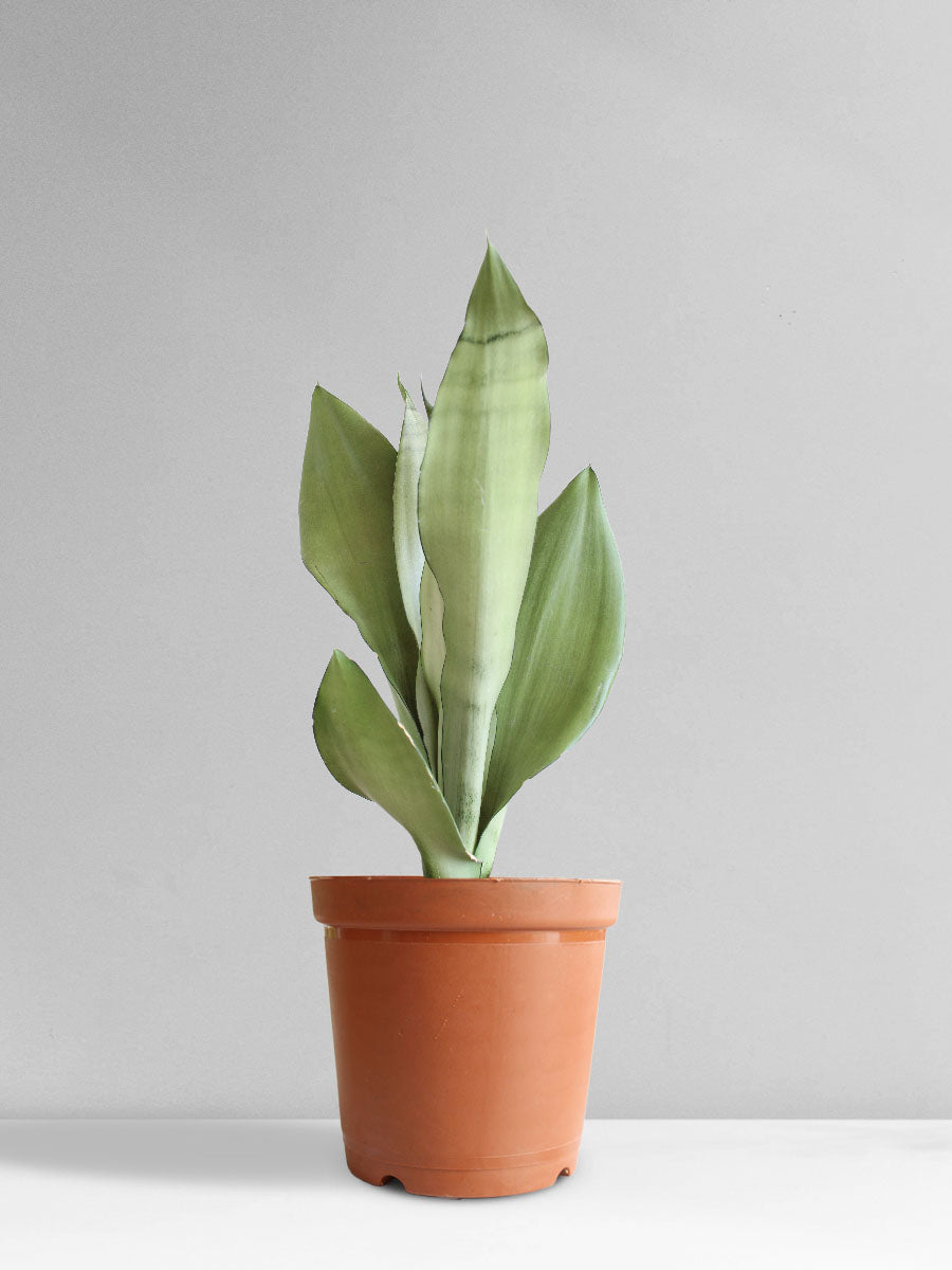 Snake Plant Moonshine (Medium)