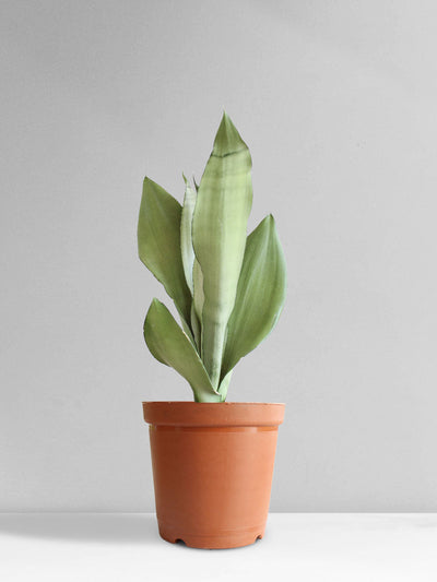 Snake Plant Moonshine (Medium)