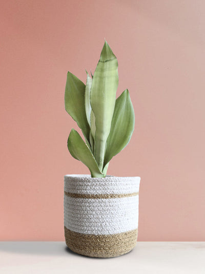 Snake Plant Moonshine (Medium)