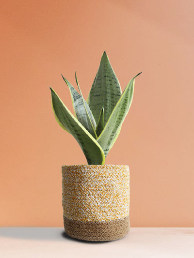Snake Plant Silver Queen (Medium)