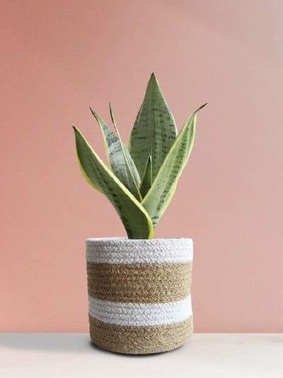 Snake Plant Silver Queen (Medium)