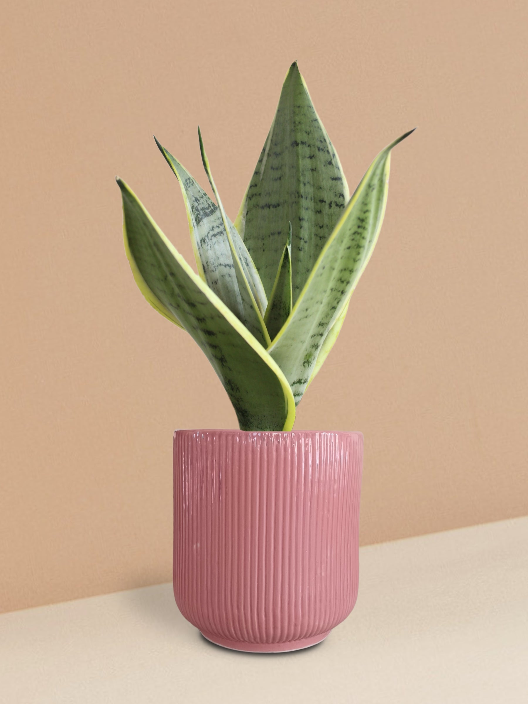 Snake Plant Silver Queen in Ceramic Pot (Medium)