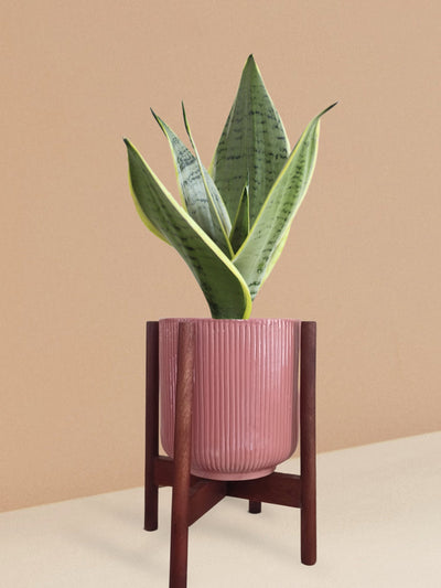 Snake Plant Silver Queen in Ceramic Pot (Medium)