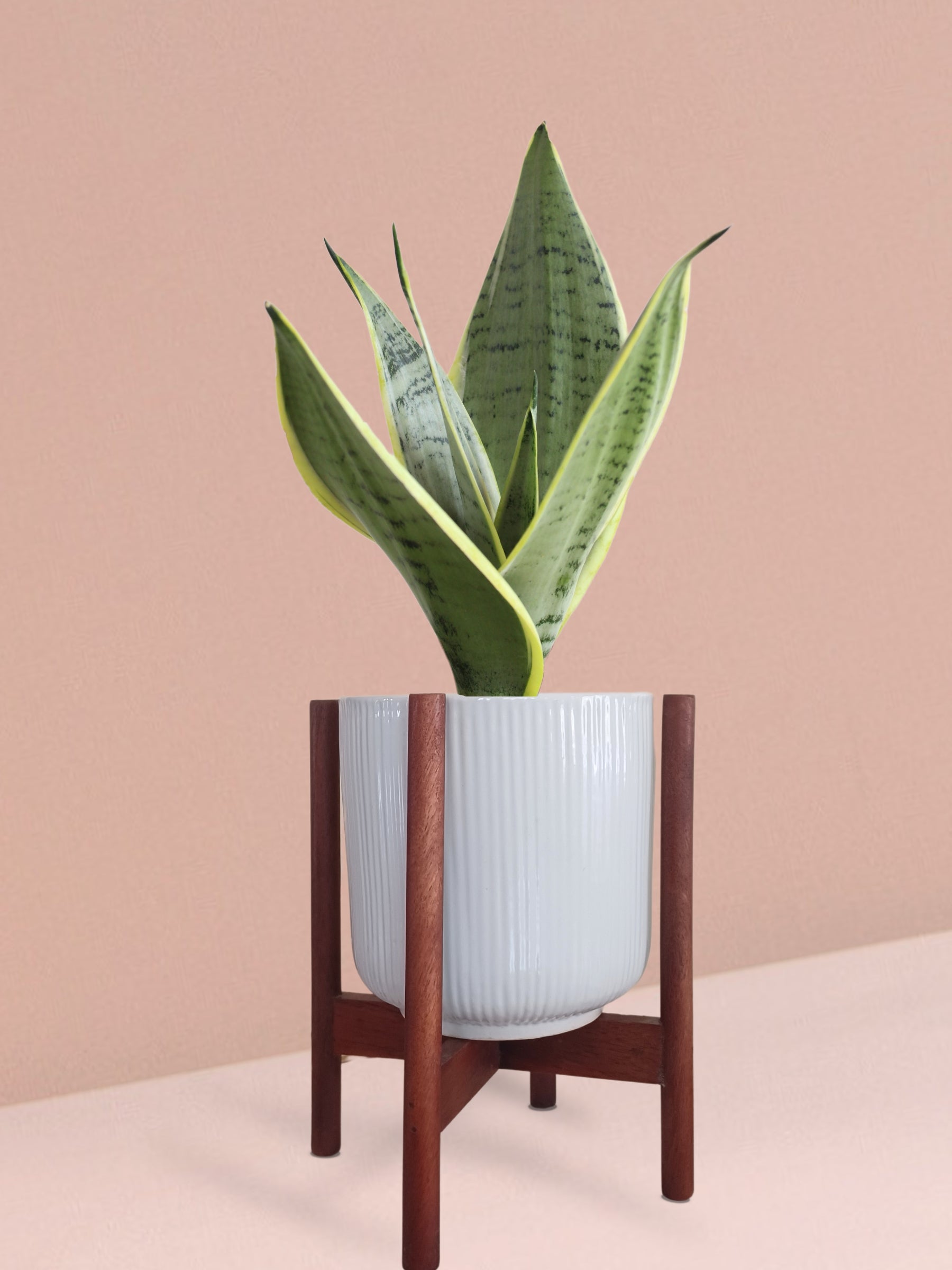 Snake Plant Silver Queen in Ceramic Pot (Medium)