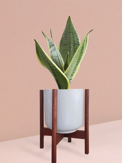 Snake Plant Silver Queen in Ceramic Pot (Medium)