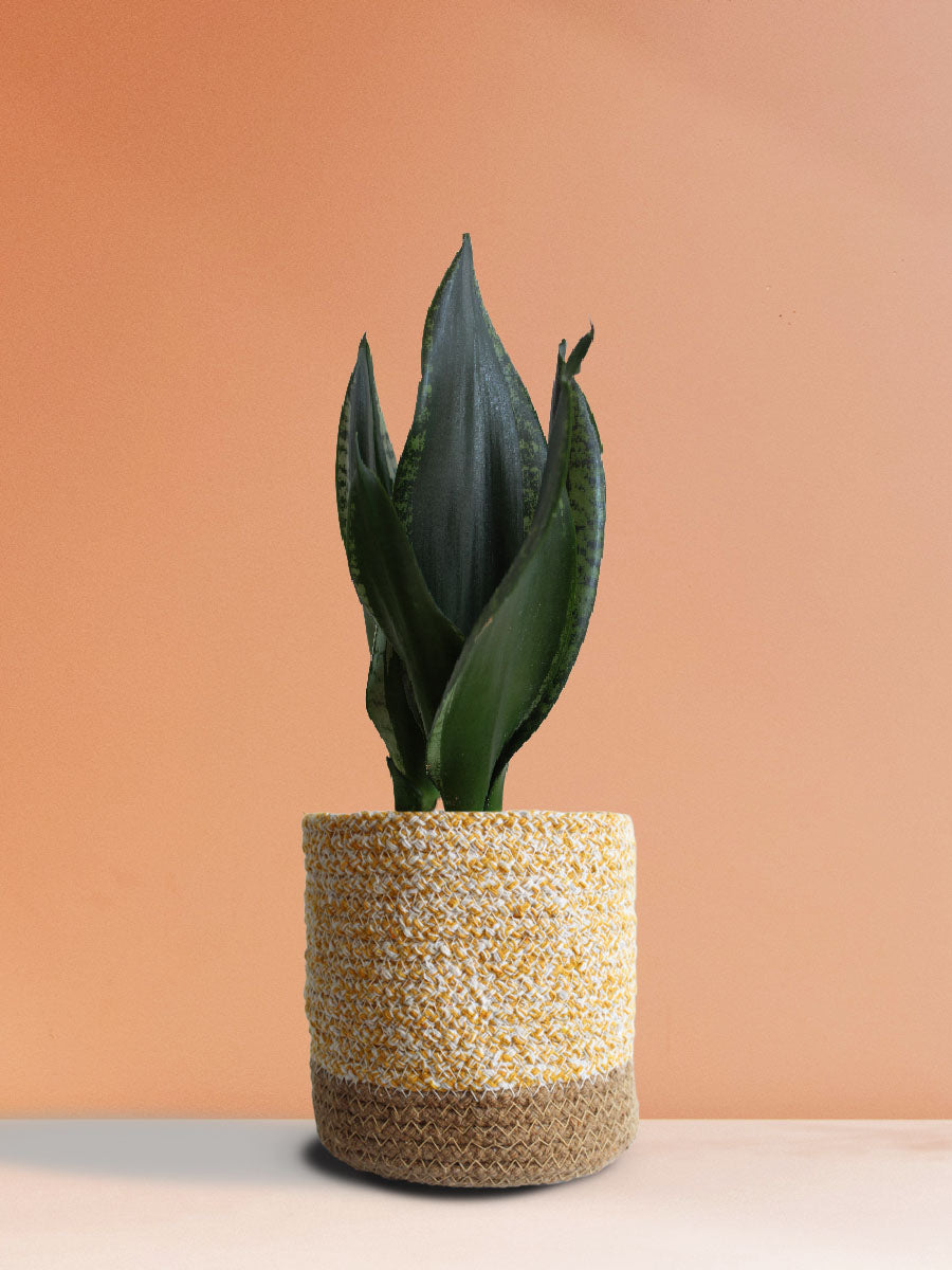 Snake Plant Whitney (Medium)