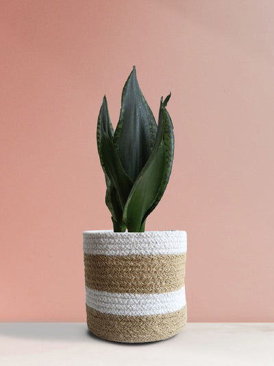 Snake Plant Whitney (Medium)