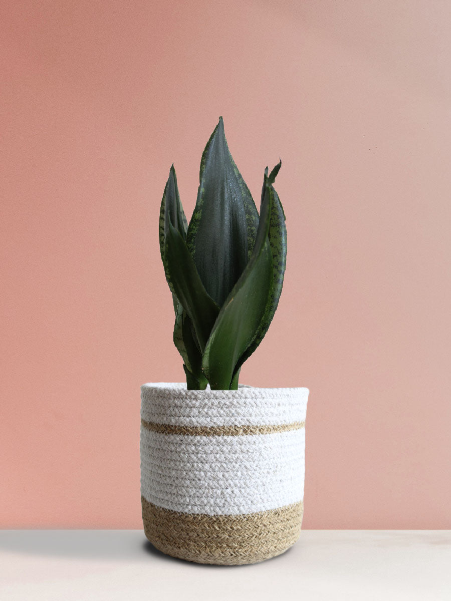 Snake Plant Whitney (Medium)