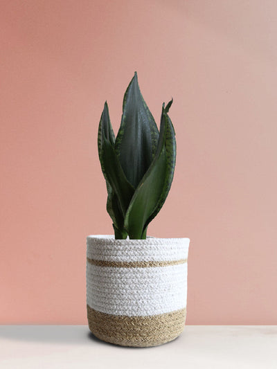 Snake Plant Whitney (Medium)