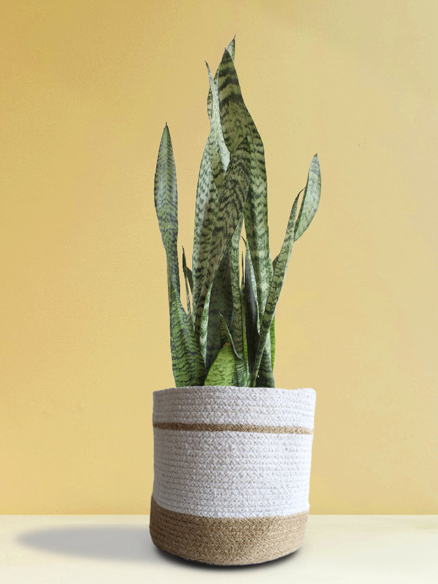 Snake Plant Zeylanica (X-Large)