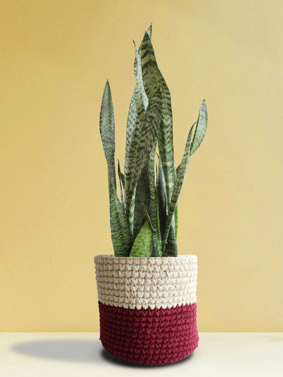 Snake Plant Zeylanica (X-Large)