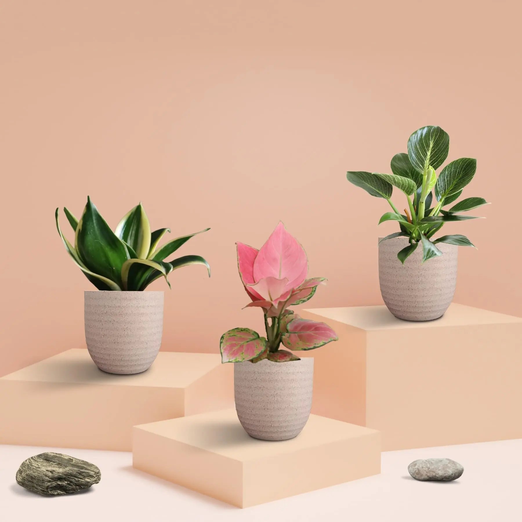 Three Plants Combo for Home in Eco Pots (Small)