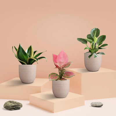 Three Plants Combo for Home in Eco Pots (Small)