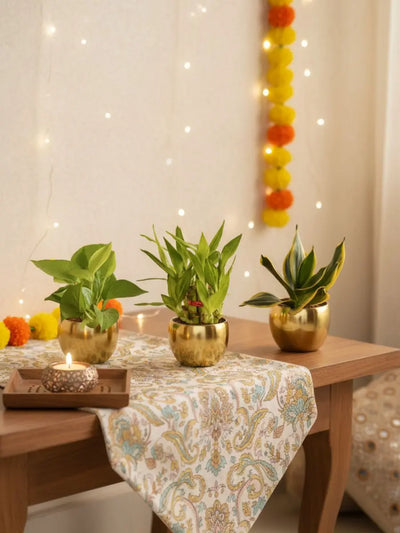 Vastu Plants Combo in Metal Pots (Small)