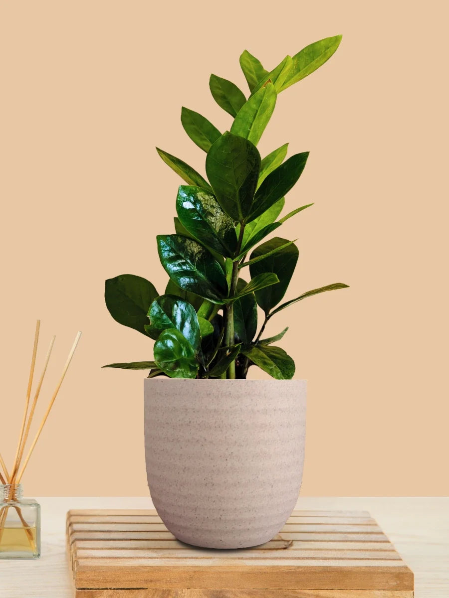 ZZ Green Plant (Small) in Eco Pot