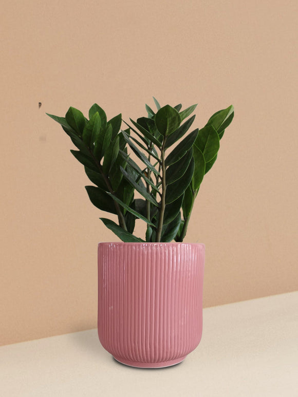 Vases & Planters